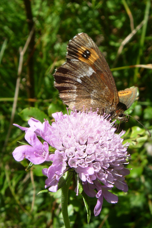 Erebia euryale?